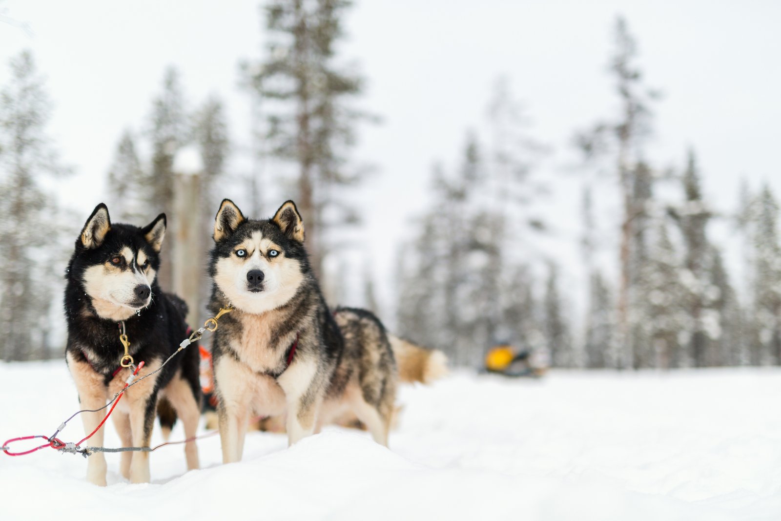 Laponia  Navidad 2026 Salida 21 Dic