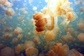 Palaos - El Seregenti del mar